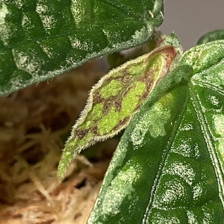 Elatostema sp. (Sri Lanka) ?