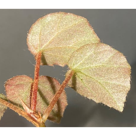 Begonia sp. f1 from Sumatera [NT ORCHID]