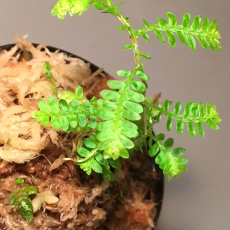 Selasinella willdenowii from Pachang Malaysia