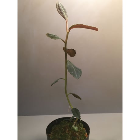 Ardisia sp. from Riau sumatera