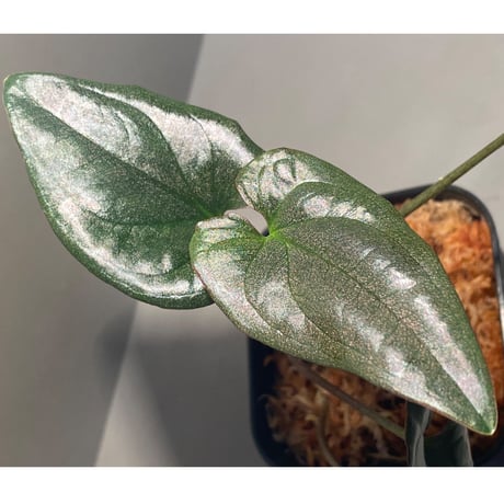 Syngonium sp. from Choco Colombia [tanakay]