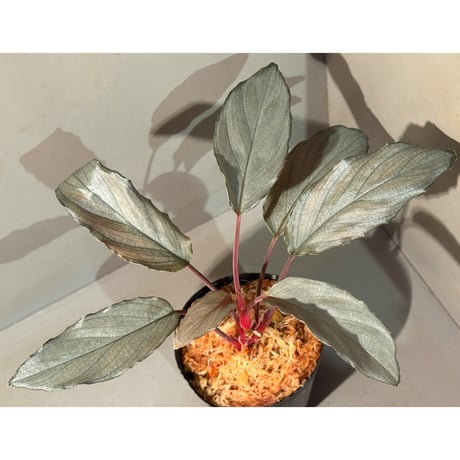 Homalomena sp. "Pink Velvet Long Leaf" from Kepulauan Riau