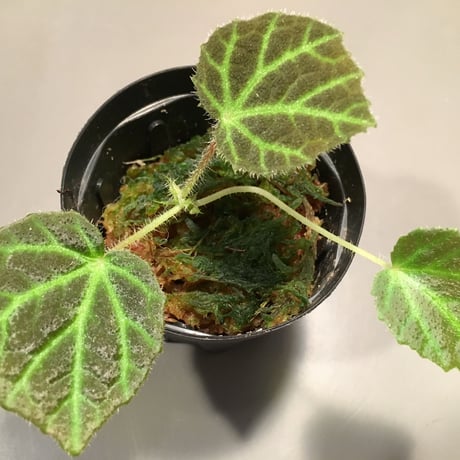 Begonia sp. from Sumpur [TK031117]