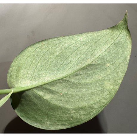 Scindapsus sp. from Kalimantan barat