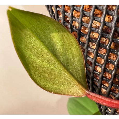 Philodendron sp. from Iquitos Peru [tanakay]