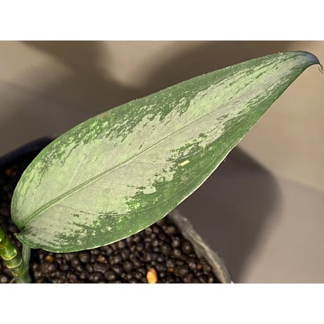 Aglaonema nebulosum from Kuala Rompin [TK220916-2]