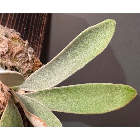 Platycerium veitchii 'Wild' (vp#2)
