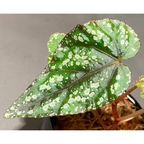 Begonia handelii var. prostrata from Viet Nam