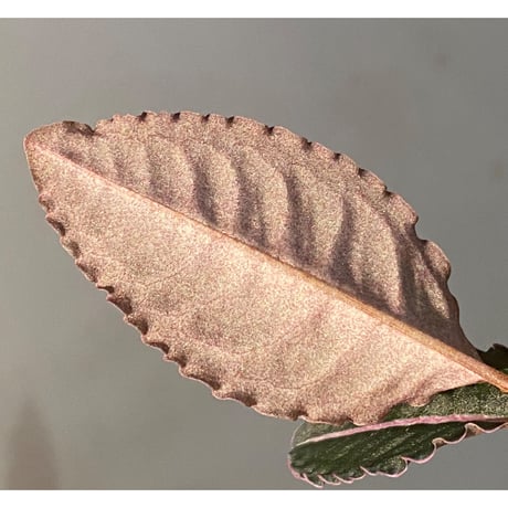Labisia sp. "Sumatera Pink"