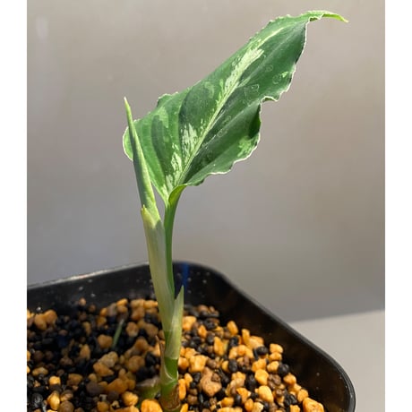 Aglaonema pictum Byarlant Custom UC from Sibolga Timur [AZ0313-1e]