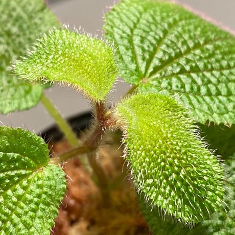 Phyllagathis sp. from Dong Nai province south Vietnam