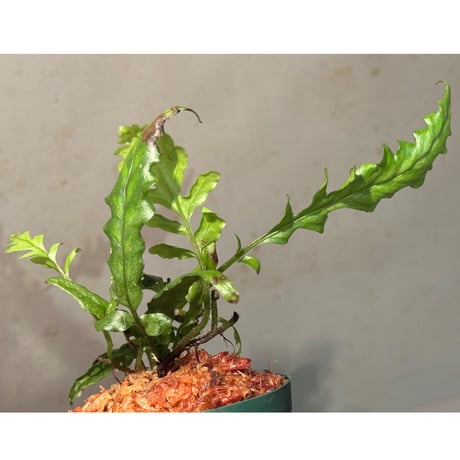 Bolbitis sinuosa from Philippines