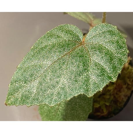 Begonia sp. from Ha Noi [TK140617]
