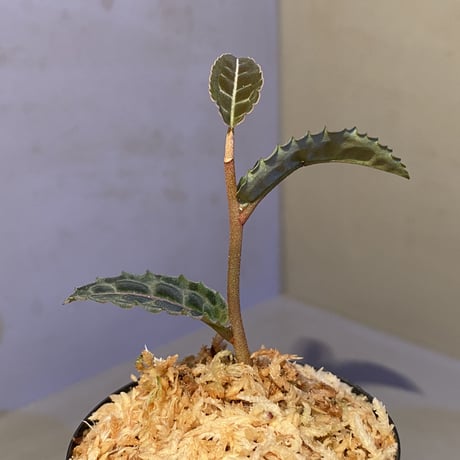 Emblemantha urnulata (Labisia sp.) from Riau sumatera [LA0815-01]