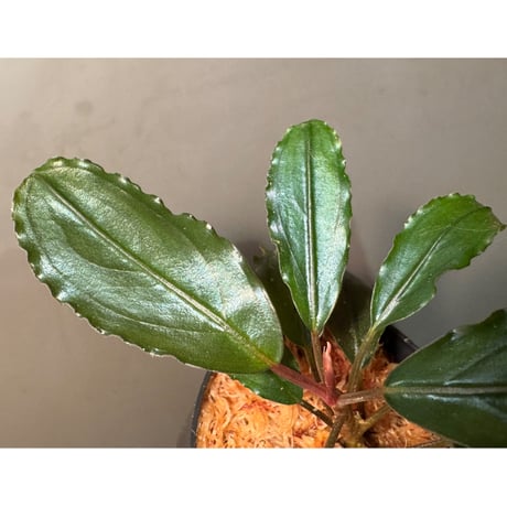 Bucephalandra sp. "Nanga Taman" [TB]