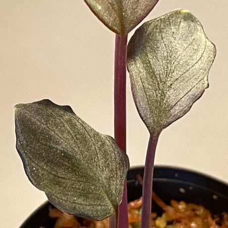 Homalomena cf.humilis from Pulau Lingga [LA0517-z-I]