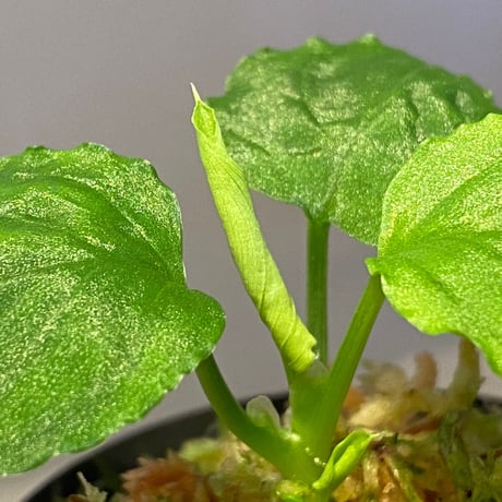 Homalomena sp. (Green) from Solok sumatera [LA0214-3]