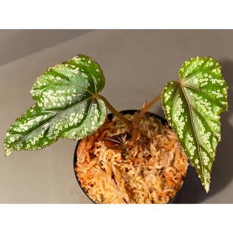 Begonia handelii var. prostrata from Viet Nam