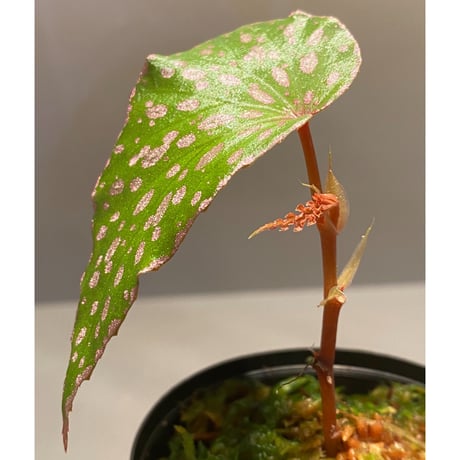 Begonia sp. from Tawau [TK071116-2]
