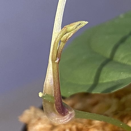 Dioscorea sp. from Chiang Mai [TK290518-1]