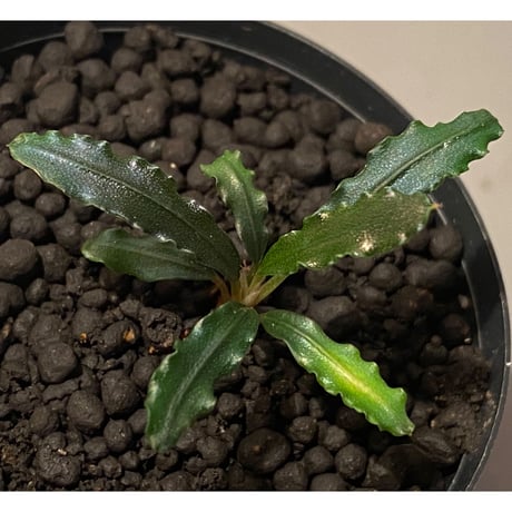 Bucephalandra sp. from "Mangat" [MF0417-2A] ①