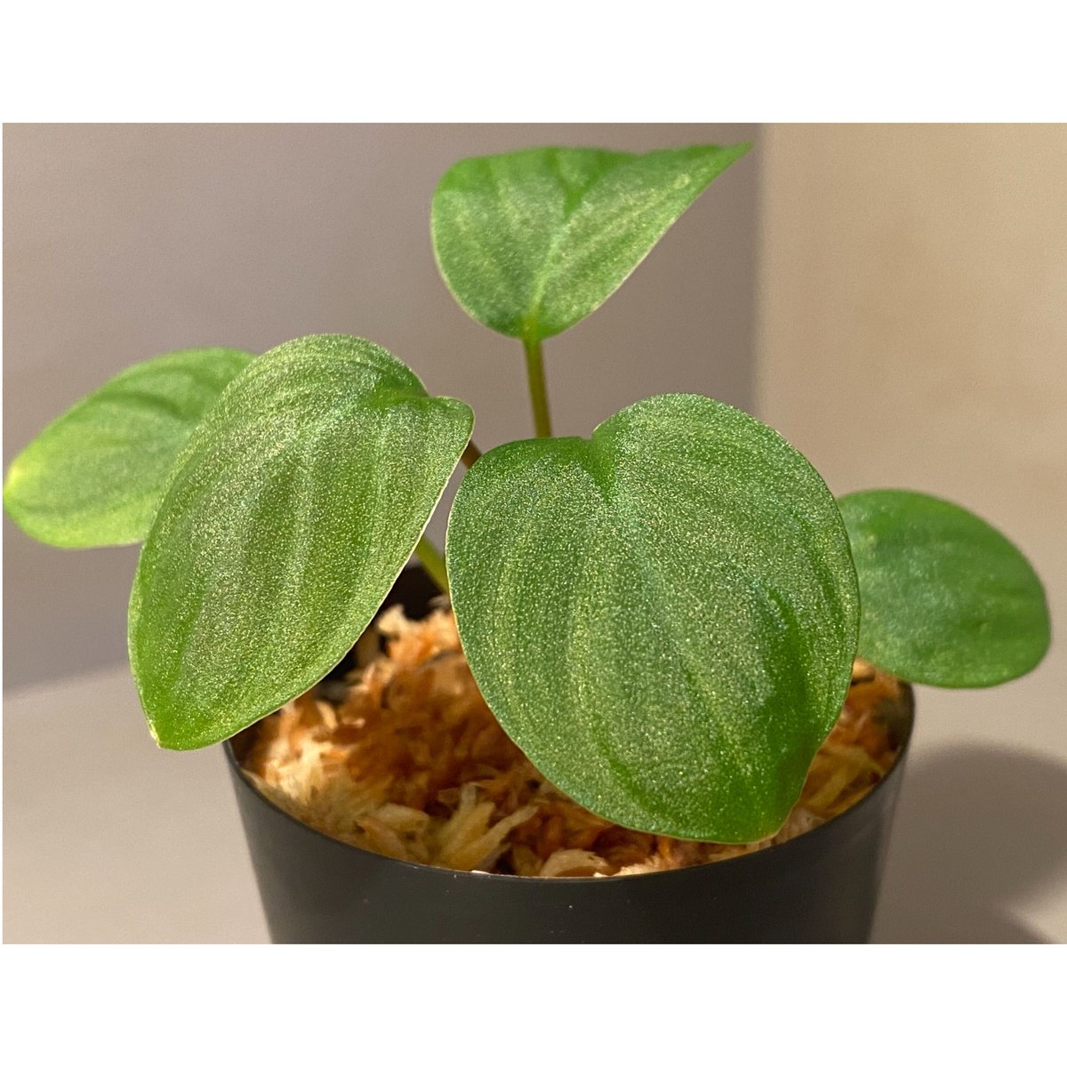 ビロウヤシ Homalomena sp. “春雷” Ache sumatera 【TZ】 LA便 Homalomena sp“黒兎