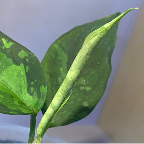 Aglaonema pictum tricolor from Aceh sumatera [LA1218-02b]