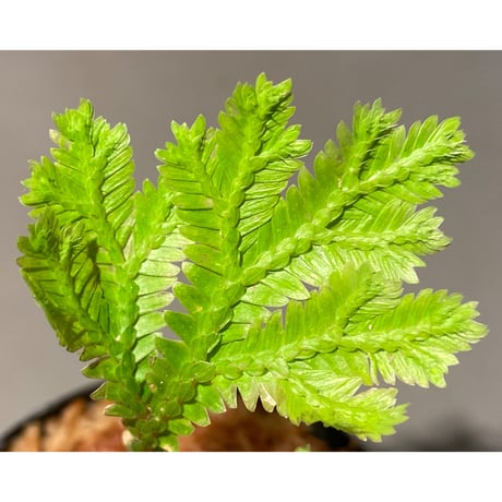 Selaginella sp. from Tanintharyi(Tennasserim)North Malay Peninsula Myanmar ②