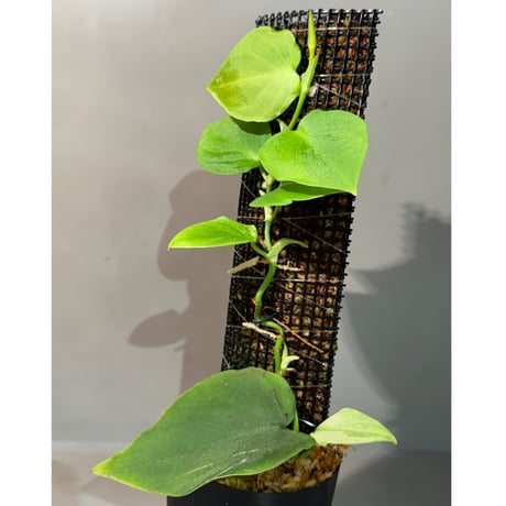 Philodendron sp. from Iquitos Peru [tanakay]