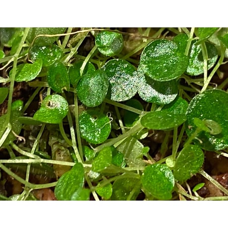 Peperomia emarginella from Colombia [LA0316-03] ①