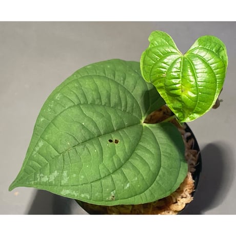 Dioscorea sp. from Chiang Mai [TK290518-1]