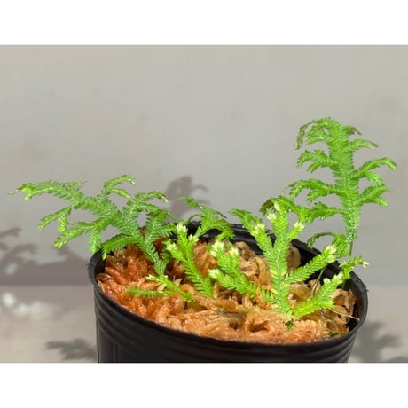 Selaginella biformis [STRINGE PLANTS]