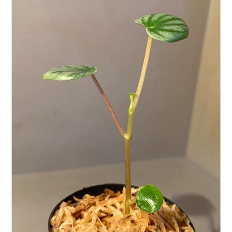 Peperomia sp. from Colombia [tanakay]