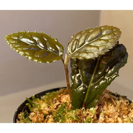 Ardisia sp. from Bengkulu [LA0315-1]