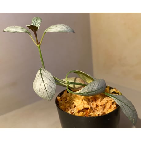 Acanthaceae gen. from Laos [LA]