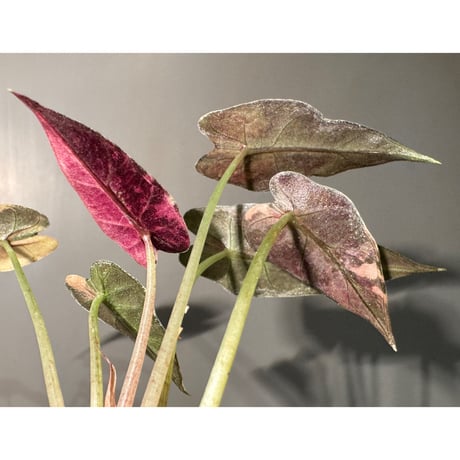 Alocasia Bambino 'Variegata'