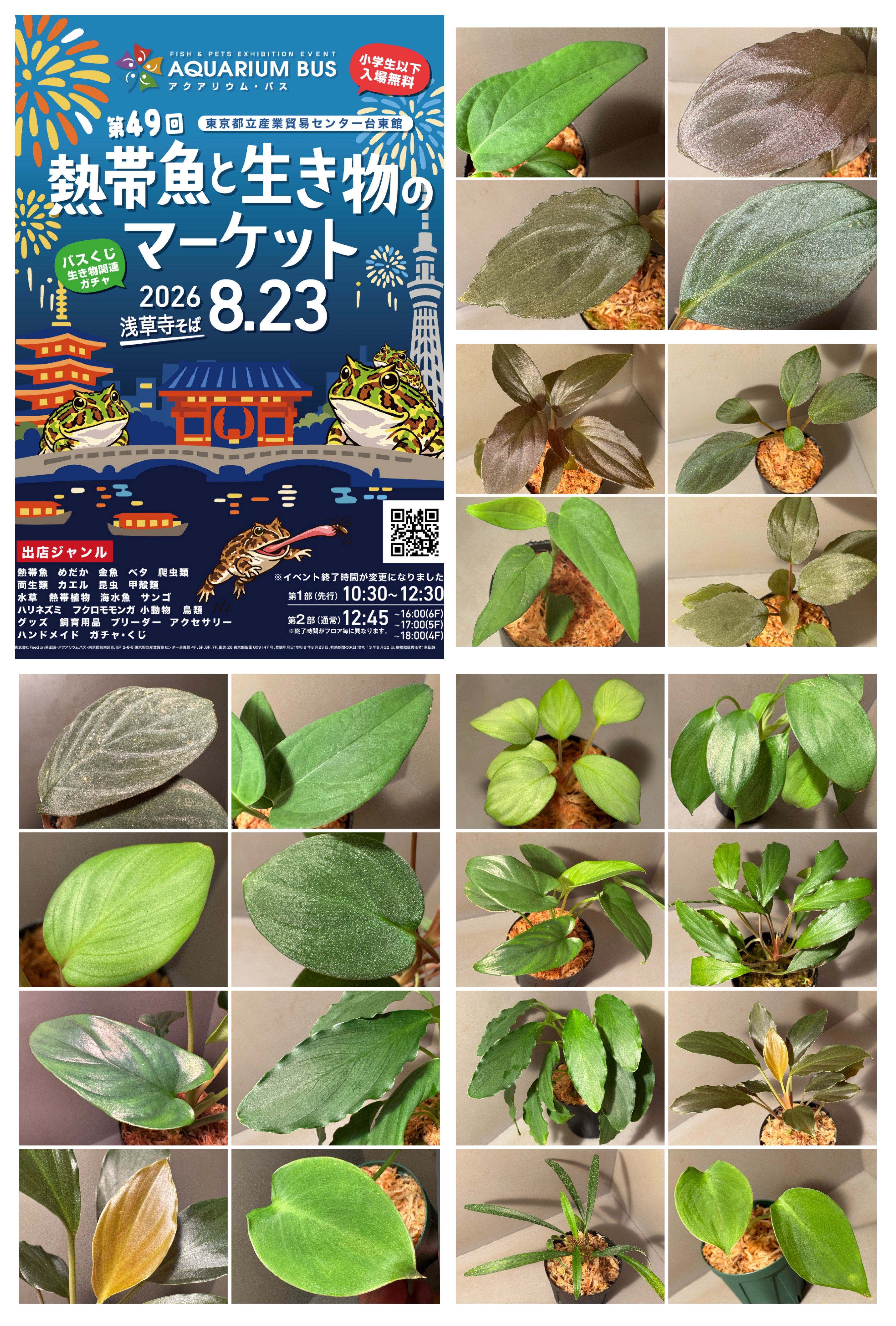 23日(日)アクバス出店します