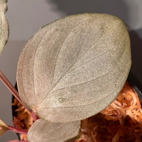 Homalomena sp. "Silver Red" from Peninsular Malaysia [AZ0515-4]