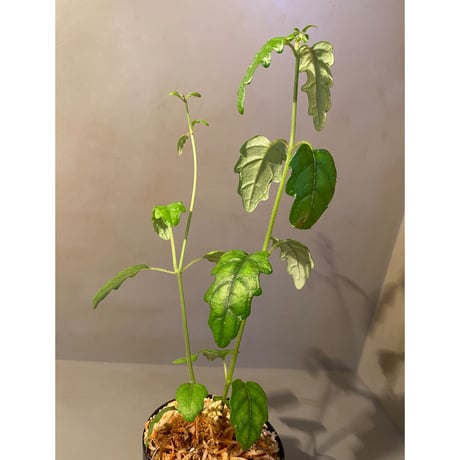 Scrophulariaceae sp. from Valencia, Negros Oriental
