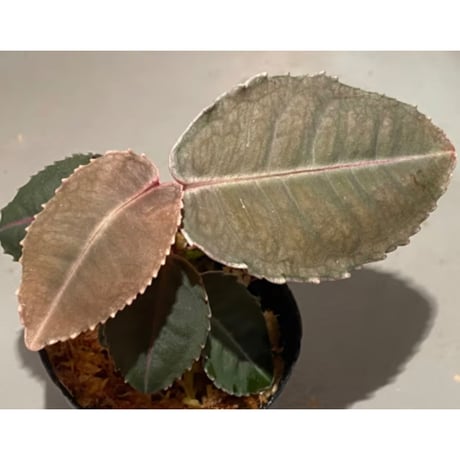 Labisia sp. from Malaysia [KN]