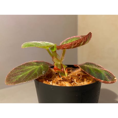 Begonia sp. from Manaus