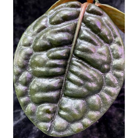 Ardisia sp. from Kayulapis [TB]