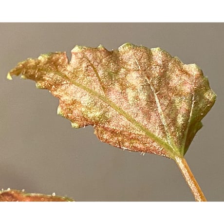 Begonia formosana from Taiwan