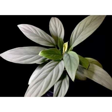 Homalomena sp . from Jerteh [TK090118-2]