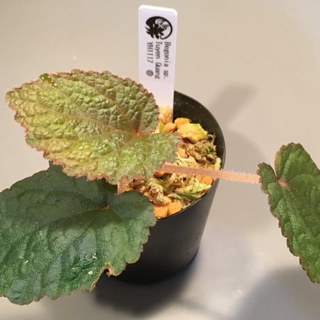 Begonia sp. from Tuyen Quang  [YH1117] TKタグ付き