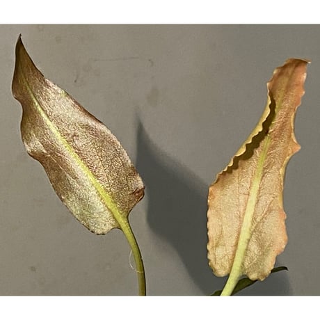 Cryptocoryne xagusii [TB]