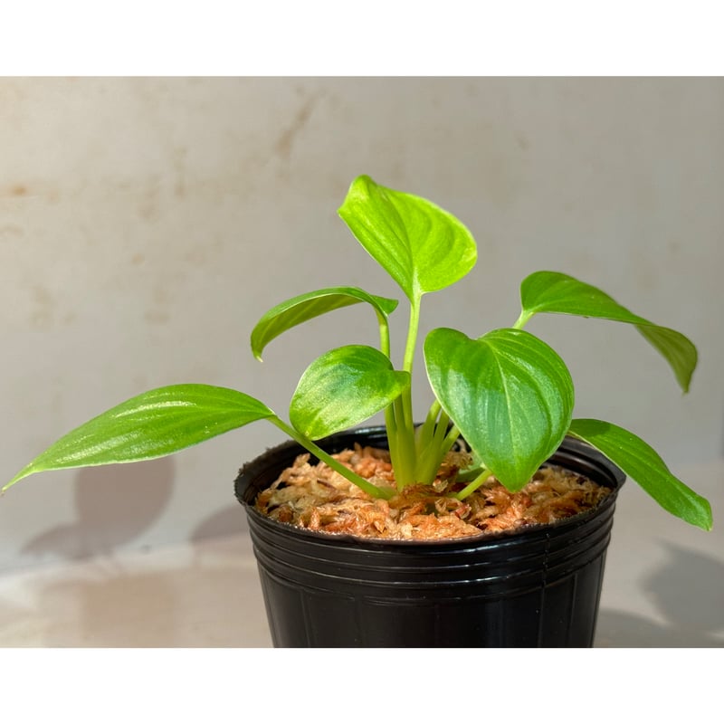 TB便 Homalomena sp ホマロメナ 超蛇腹タイプ