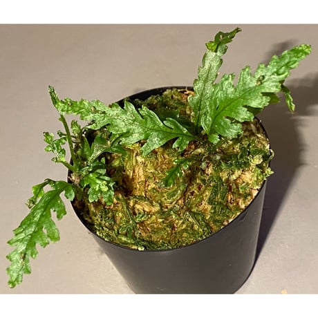 Microsorum sp. Short Dragon Tail
