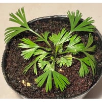 Actiniopteris australis