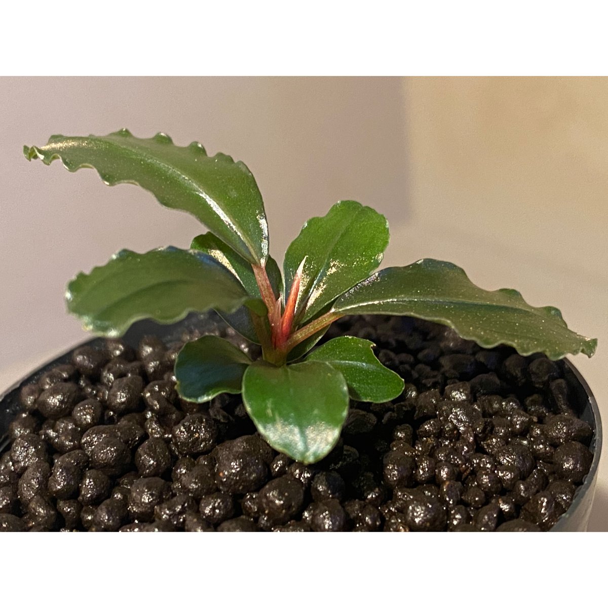 Bucephalandra sp.